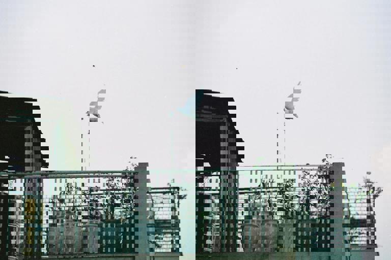 Wildlife Spotters Report Surge in Urban Hedgehog Sightings